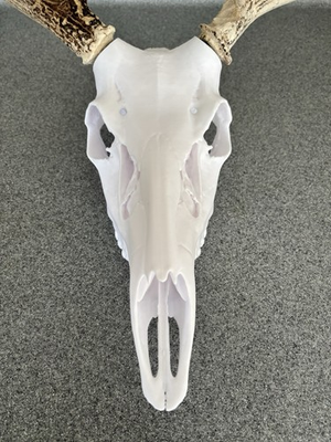 #ad Deer skull European mounting kit for antlers sheds $29.99