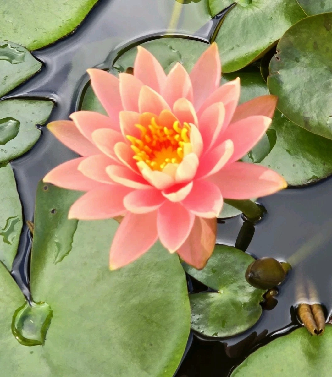 Sub-tropical Nymphaea Water Plants for sale | eBay