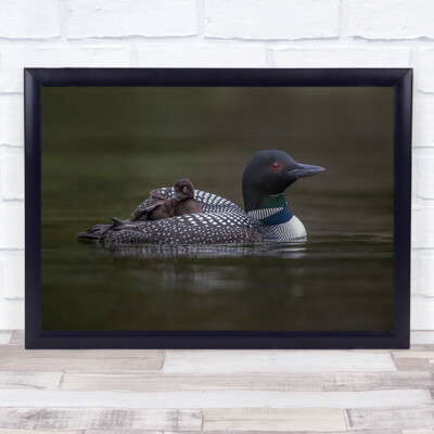 Along For The Ride Loon Gemeine Ente Entlein Huhn Kanada Vogel Wandkunstdruck