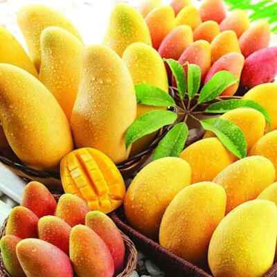 seeds Very RARE Super Sweet Juicy Nam Dok Mai Mango Fresh