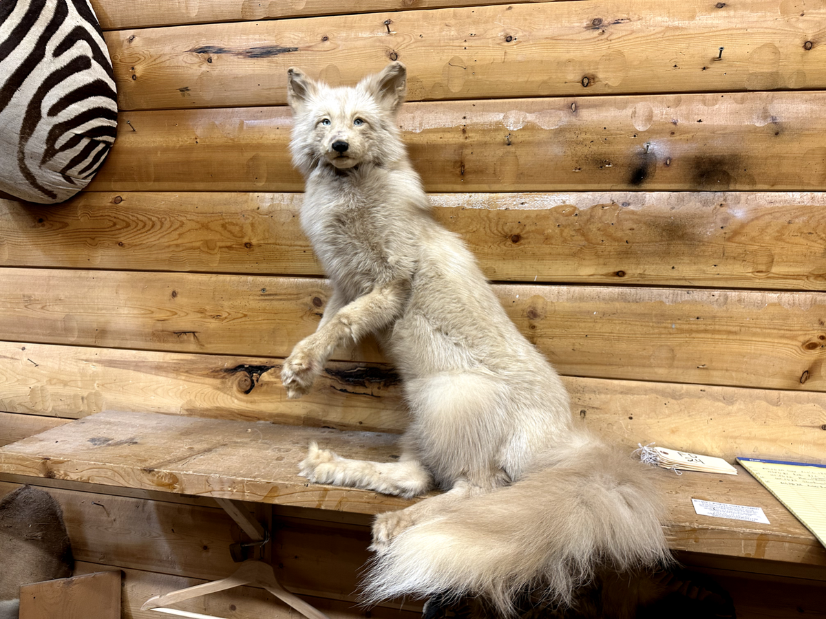 Full Mount Ranch Amber Burgundy Silver Marble Fox Red Grey Fur