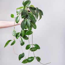 Hoya gracilis 12cm Pot x 1 by Thompson & Morgan