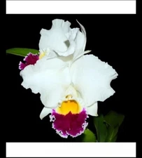 Cattleya Village Chief Augment Purple White Large BS Orchid Hybrid 4.5” Pot