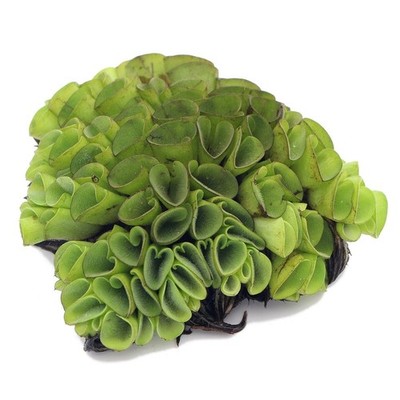 Rare | Velvet Water Spangles | Salvinia Cucullata Floating Aquarium Plant