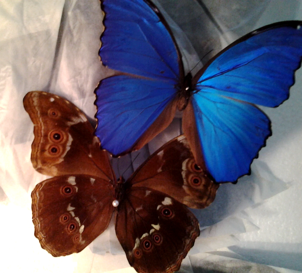 MORPHO DIDIUS ssp. TINGOMARIENSIS A1 WINGS EXPERTLY SPREAD!! HUGE