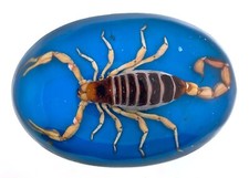 Vintage Blue Real Scorpions Western Cowboy Men Women Belt Buckle Hecho en Mexico