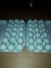 36 Frische Celadon Wachteleier ("keine" Bruteier ) 