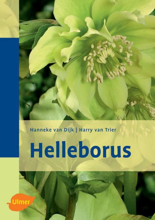 Thumbnail - Helleborus Hanneke Van Dijk 9783800149124