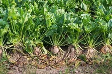 Sugar Beet Seeds, NON-GMO, Fodder Beet, Remolacha, Betterave, FREE SHIPPING