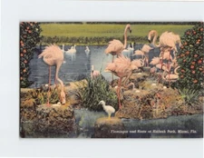 Postcard Flamingos and Nests at Hialeah Park Miami Florida USA