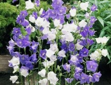 Campanula Blue and White - 300 Seeds - Mixed Perennial