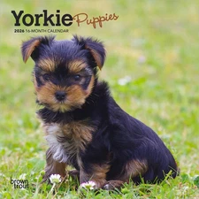 BrownTrout,  Yorkshire Terrier Puppies 2026 Mini Wall Calendar, 7'' X 7'', 16-Mo