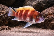 Frontosa Red Cichlid