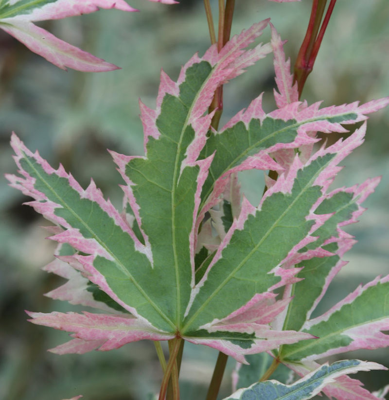 Cuerno de abanico alto Butterfly 60-80 cm - Acer palmatum
