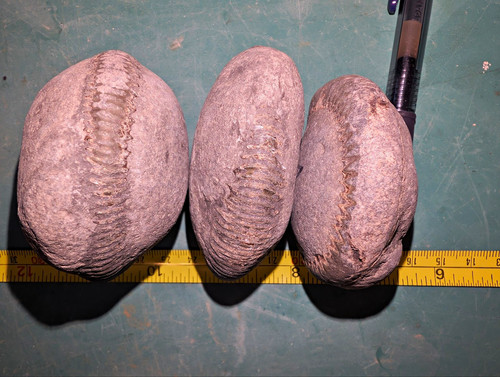 Lot of 3 Natural Unpolished Ammonite Nodules Fossils Stone Specimens
