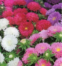 25 ASTER COLOUR CARPET MIXED COLOUR SEEDS - 25 SEEDS