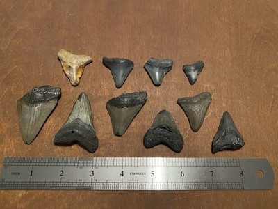 Lot of 10 Fossil Megalodon Shark Teeth