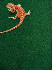 Komodo Reptile Carpet Easy Alternative Vivarium Substrate Washable Easy Clean