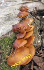 Photo 6x4 Orange fungus on rotting tree stump Burton Agnes Possibly honey c2012
