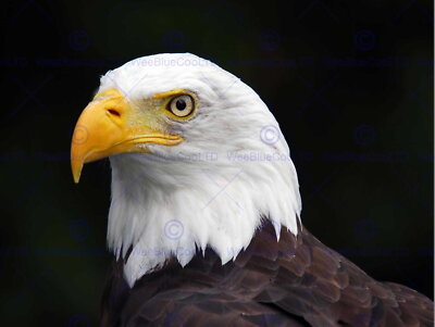 87055 AMERICAN BALS EAGLE BIRD PORTRAIT Decor Wall Print Poster
