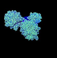 WYSIWYG Bicolor Frogspawn Live LPS Frag Coral Saltwater Reef Aquarium