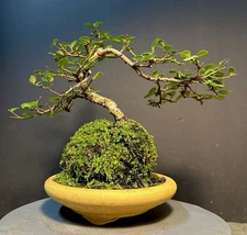 Bonsai Tree Cork Bark Chinese Elm From Root Cutting 10” tall Quality Chinese Pot