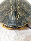 Real Turtle Shell Taxidermy Specimen Carapace Oddities Display 5.5" — photo 4