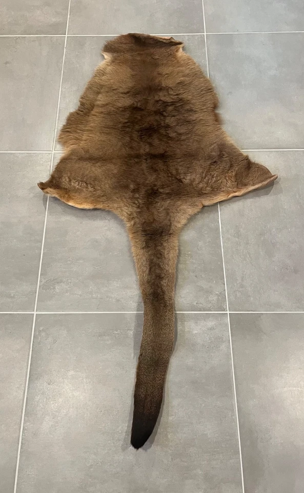 Piel de canguro curtida australiana genuina con piel de cola piel cuero piel piel piel 34,5 x 34 Foto 3 de 4