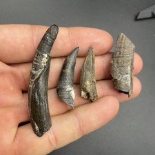Lotto fossili denti cetacei ERA MEGALODON MEGALODON denti fossili mammiferi marini Florida