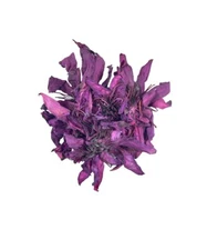 ORGANIC RED Lotus C/S (Nymphaea Rubra) USA Ultra Fast Ship A+ #1 Rated Fresh