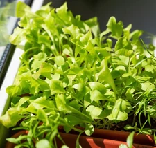 Microgreen Lettuce Seeds - High Yield Heirloom Non-GMO, Free Shipping, Crisphead