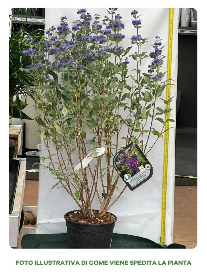 1 PIANTA CARYOPTERIS CLANDONENSIS STERLING SILVER VASO 18CM PIANTE ESTERNO CADU - Immagine 2 di 2