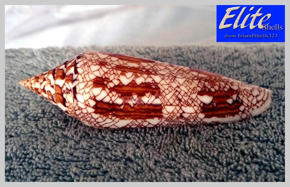 Conus Bengalensis #10 105.5mm ULTRA! GORGEOUS BEAUTY from Myanmar (Burma) - Image 4 of 4