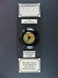 Antique microscope slide by Clarke & Page. Head of a Cuckoo Bee. Nomada.
