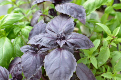 #ad #ad Red Rubin Basil Seeds Dark Opal Improved Heirloom NON GMO FREE SHIPPING $38.99