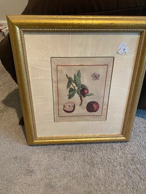Vintage Hand Colored Botanical Fruit Engraving After Magd Basseporte Framed Appl