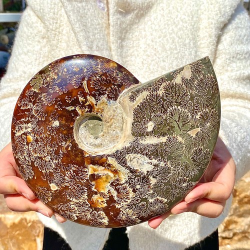 3.79LB Rare natural seashells | Mineral specimens | Beach decorations - Picture 4 of 13