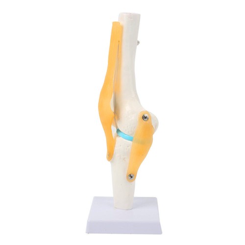 Life Size Knee Joint Model Human Skeleton Anatomy Study Display Teaching Medical - Picture 5 of 12