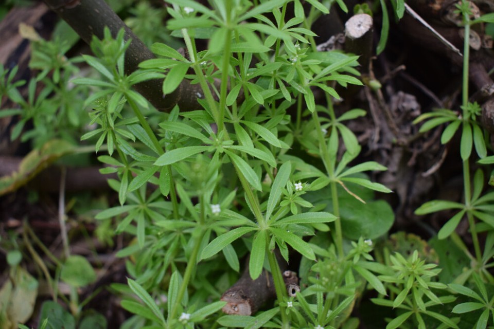 Cleavers Herb Tea | Galium aparine | 100% natural herbal tea przytulia ...