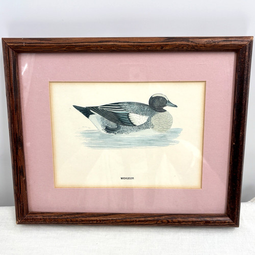 Widgeon Duck Ornithological Print Framed Bird Illustration Cabin Lodge Decor
