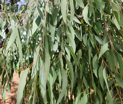 Fresh Loose Eucalyptus Leaves Handpicked Hojas de Eucalipto 3 oz.- Aromatherapy