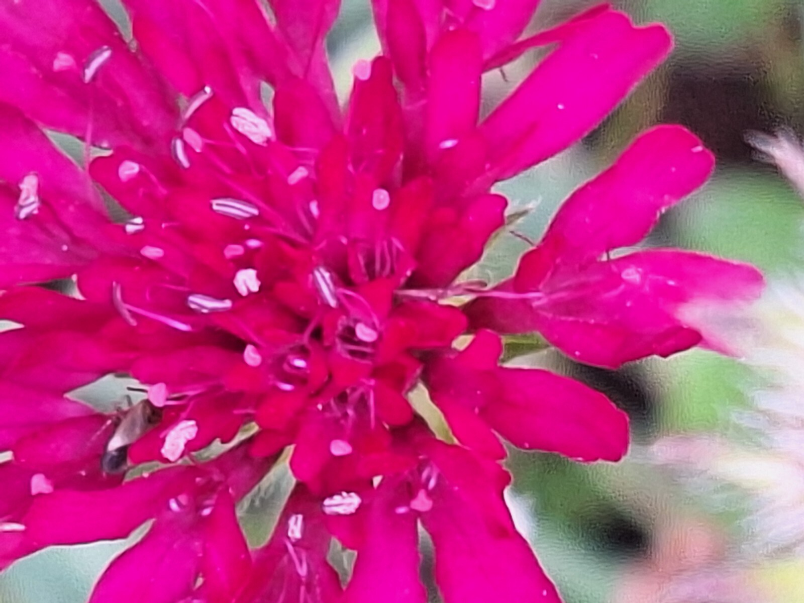 KNAUTIA, MIXED COLORS 100 SEEDS, RED, PINK, LAVENDER, PERENNIAL *EZ TO ...