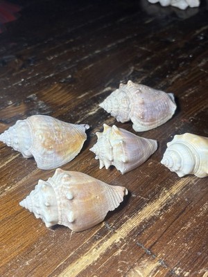 Lot of Five Conch Shells 2.5''-3.25'' for Crafting/Collecting