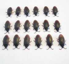 18 NEW FAKE COCKROACHES LARGE REALISTIC COCK ROACH BUGS 2" SIZE SCARY PRANK