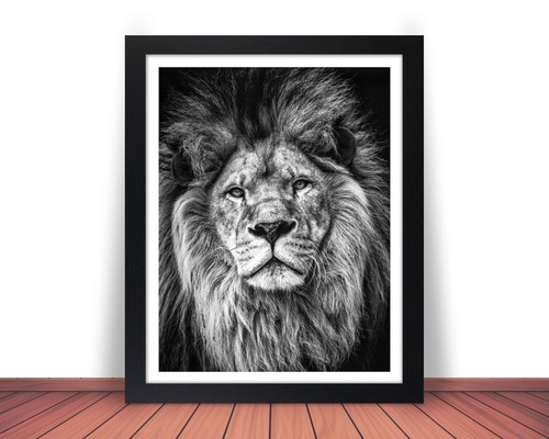 LION Photo Picture AFRICA SAVANNA KING 8x10 11x14 16x20 w/Framed Option (W1) - Picture 2 of 12