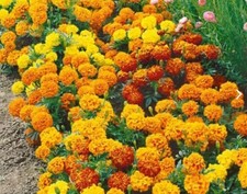 Sparky Mix French Marigold Seeds  Double Bicolor Flowers FREE SHIPPING