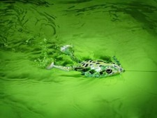 Spro Flappin Frog 65 - Choose Color