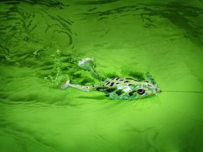 Spro Flappin Frog 65 - Choose Color