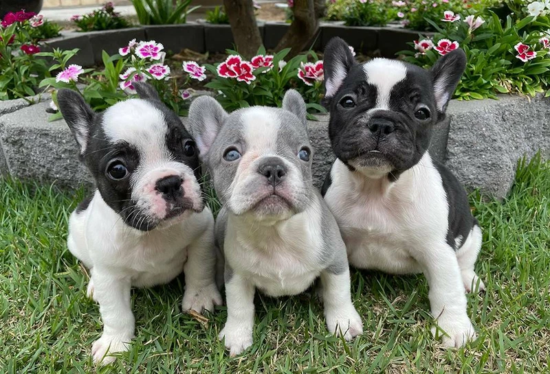 Fido And Friends Custom Made And Personalised Dog Kennels Pet Products Gumtree Australia Wanneroo Area Marangaroo 1163780075 Pets Pet Kennels Pet Puppy