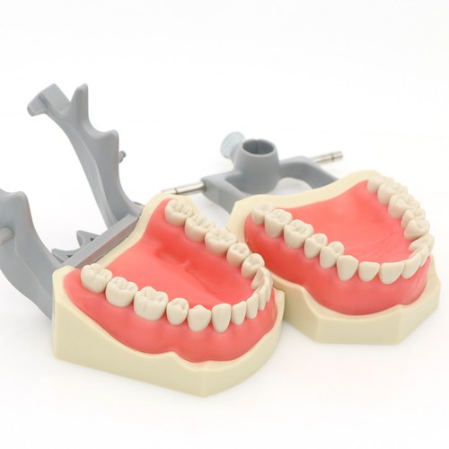 US Columbia 860 Dental Typodont Model Mounting Pole 32PCS Teeth Replacement Exam - Picture 6 of 67